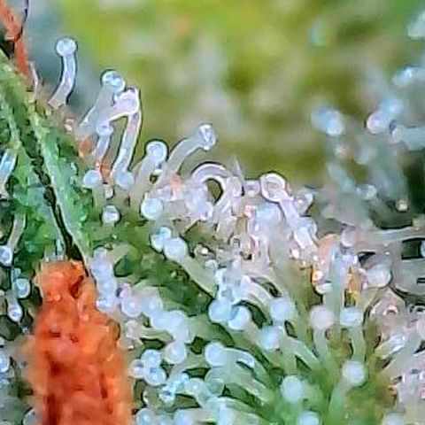 Diesel growlog photo: Das sind Trichome Bilder direkt über dem Scrog an den kleineren Buds.