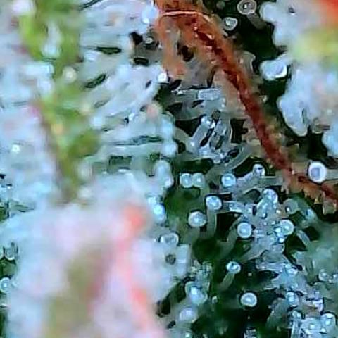 Diesel growlog photo: Das sind Trichome Bilder direkt über dem Scrog an den kleineren Buds.