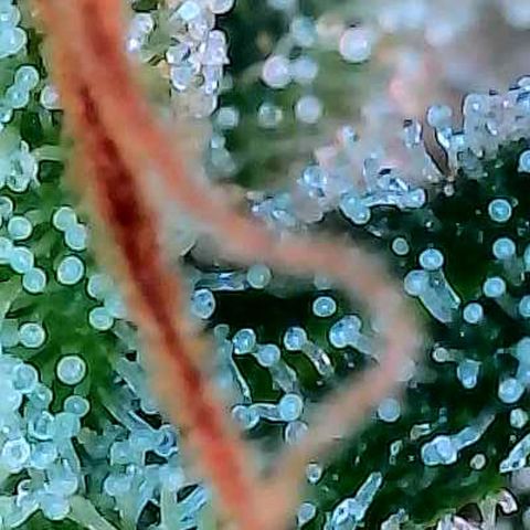 Diesel growlog photo: Das sind Trichome Bilder direkt über dem Scrog an den kleineren Buds.