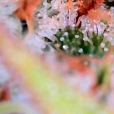 Diesel growlog photo: Das sind Trichome Bilder direkt über dem Scrog an den kleineren Buds.