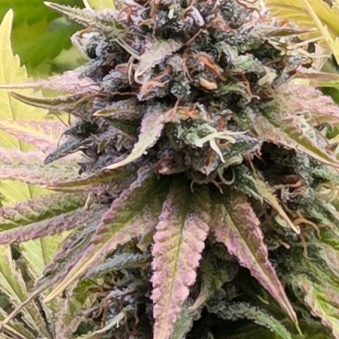 Diesel growlog photo: Blüte Tag 65 