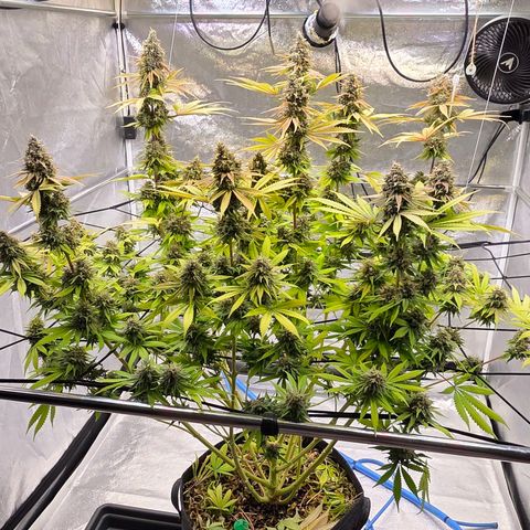 Diesel growlog photo: Blüte Tag 65 