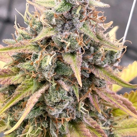Diesel growlog photo: Blüte Tag 65 