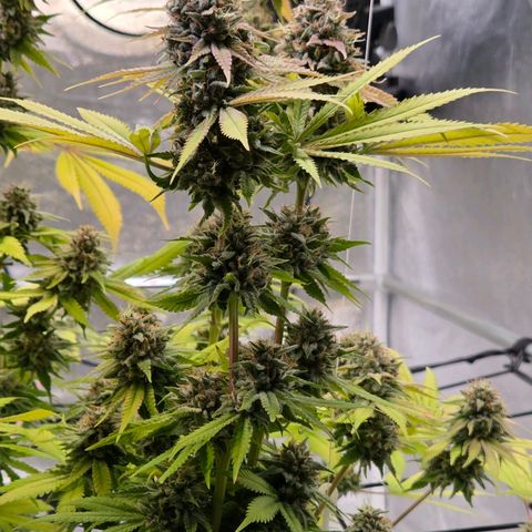 Diesel growlog photo: Blüte Tag 65 