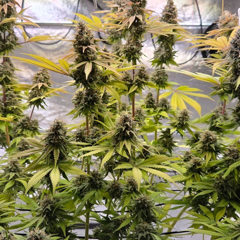Diesel growlog photo: Blüte Tag 65 