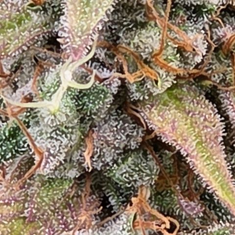 Diesel growlog photo: Blüte Tag 65 