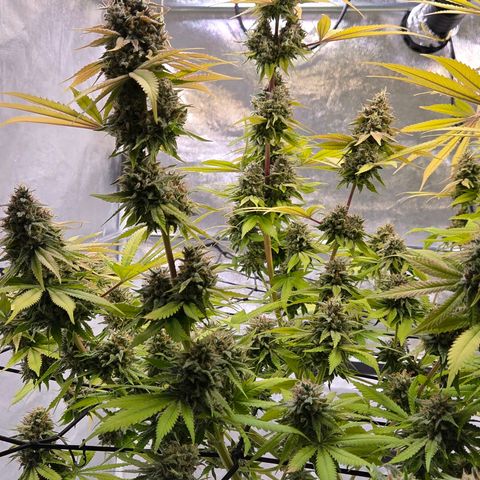 Diesel growlog photo: Blüte Tag 65 