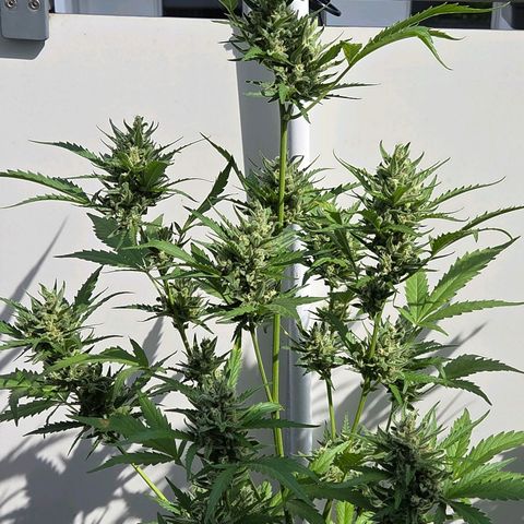 Skitti 1 growlog timeline photo