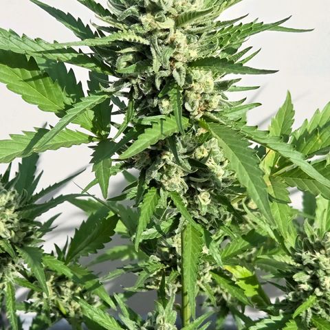 Skitti 1 growlog timeline photo