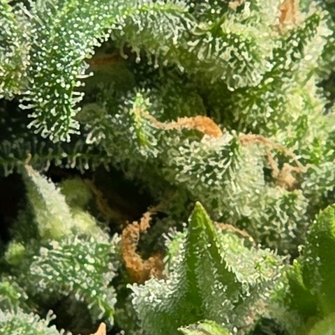 Skitti 1 growlog timeline photo
