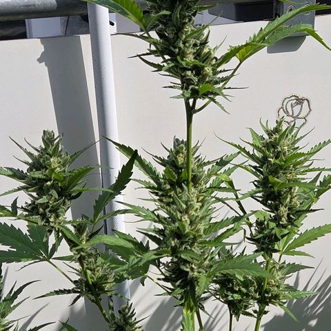 Skitti 1 growlog timeline photo