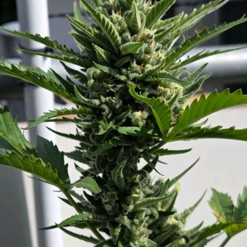 Skitti 1 growlog timeline photo