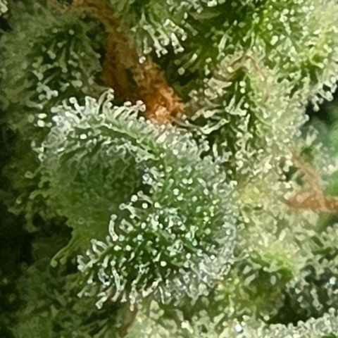 Skitti 1 growlog timeline photo