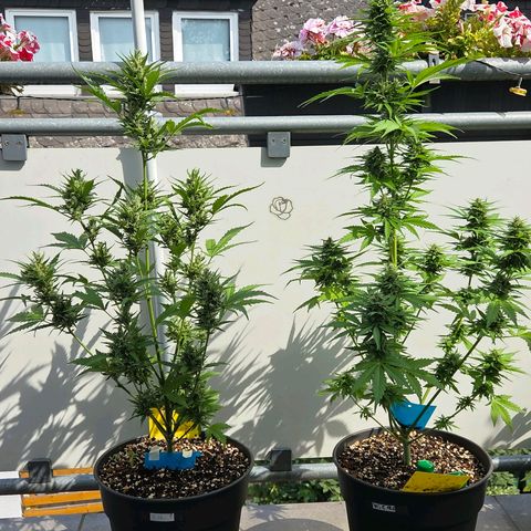 Skitti 1 growlog timeline photo