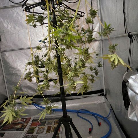 Diesel growlog photo: Das hängt nun kurz bis zur weiteren Verarbeitung.
Brutal dieser Duft 