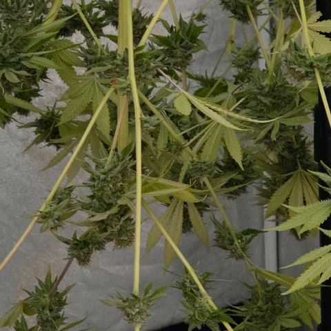 Diesel growlog photo: Das hängt nun kurz bis zur weiteren Verarbeitung.
Brutal dieser Duft 