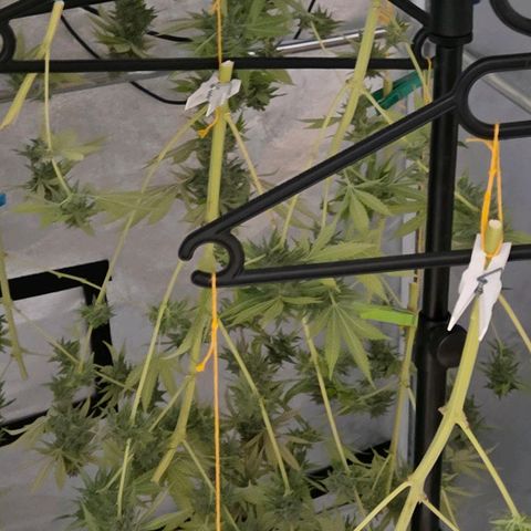 Diesel growlog photo: Das hängt nun kurz bis zur weiteren Verarbeitung.
Brutal dieser Duft 