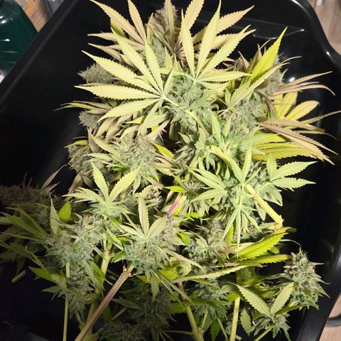 Diesel growlog photo: Das nur der obere Bereich das jetzt Entlaubt u Nass Trimm auf die Trocknungs Bleche kommt