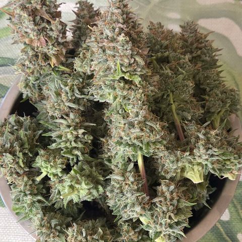 Diesel growlog photo: Die erste Schüssel ist fertig