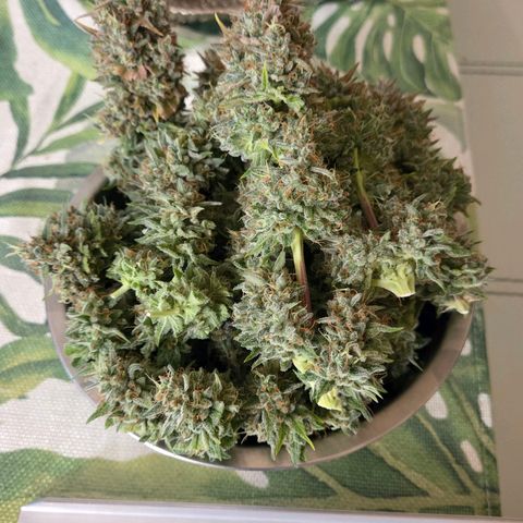 Diesel growlog photo: Die erste Schüssel ist fertig