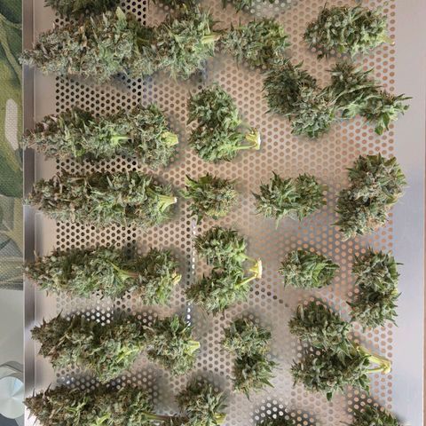 Diesel growlog timeline photo
