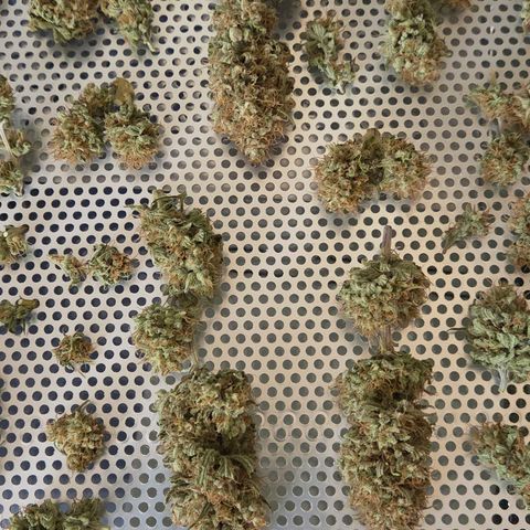 Mexican growlog photo: Fertig getrocknet kommen die Blüten jetzt in Grove Bag