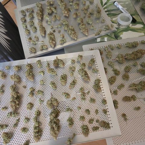 Mexican growlog photo: Fertig getrocknet kommen die Blüten jetzt in Grove Bag