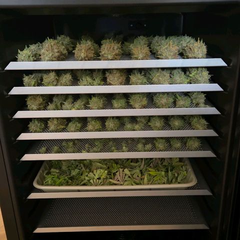 Diesel growlog photo: Und der Dry Mode startet