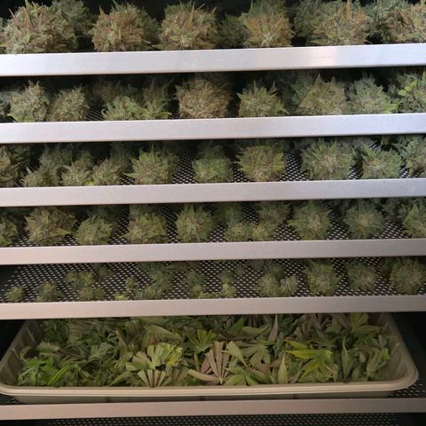 Diesel growlog photo: Und der Dry Mode startet