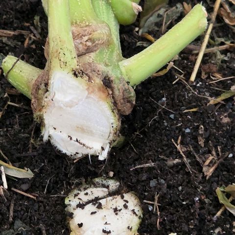 Diesel growlog photo: Der Rest von ihr