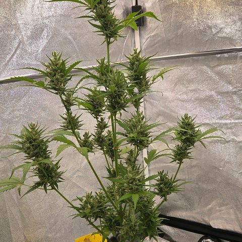 Skitti 1 growlog timeline photo
