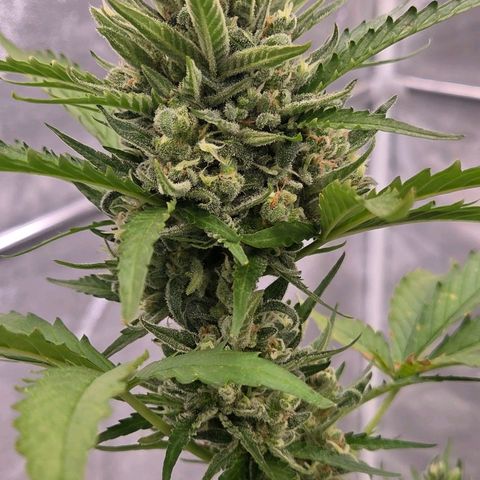 Skitti 1 growlog timeline photo