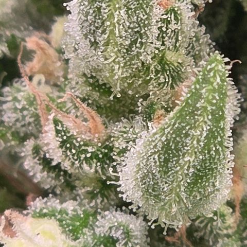 Skitti 1 growlog timeline photo