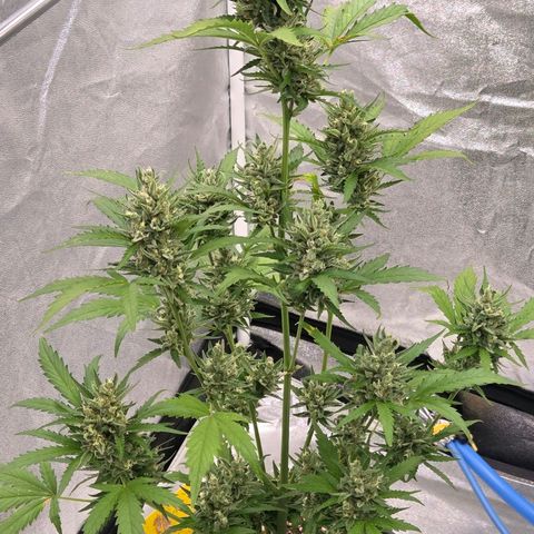 Skitti 1 growlog timeline photo