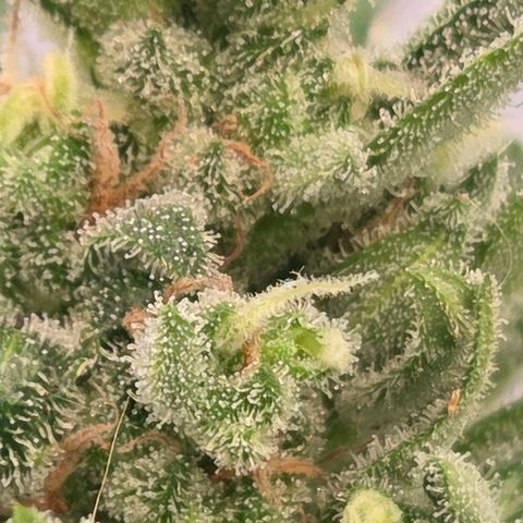 Skitti 1 growlog timeline photo