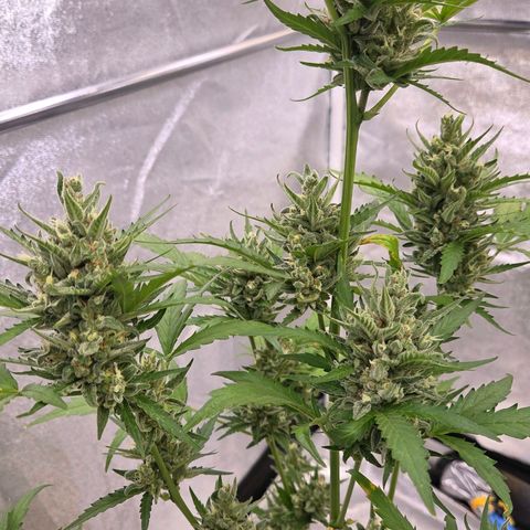 Skitti 1 growlog timeline photo