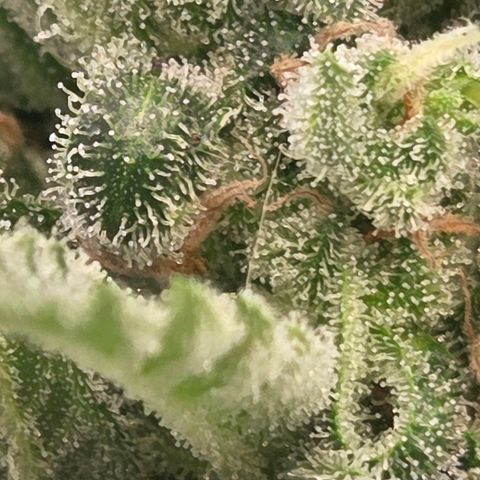 Skitti 1 growlog timeline photo