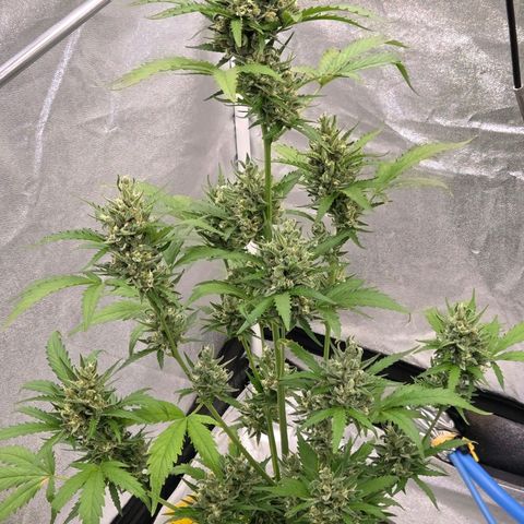 Skitti 1 growlog timeline photo