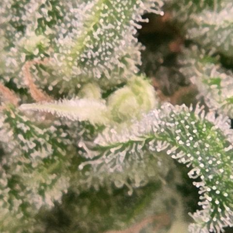Skitti 1 growlog timeline photo
