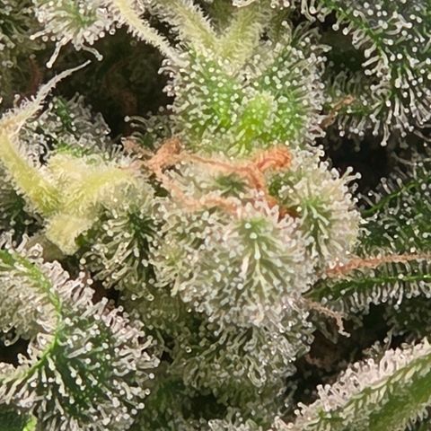 Skitti 1 growlog timeline photo