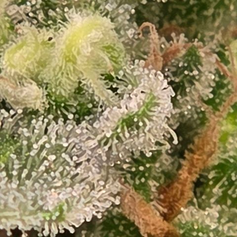 Skitti 1 growlog timeline photo
