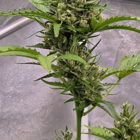 Skitti 1 growlog timeline photo