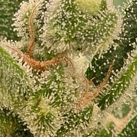 Skitti 1 growlog timeline photo
