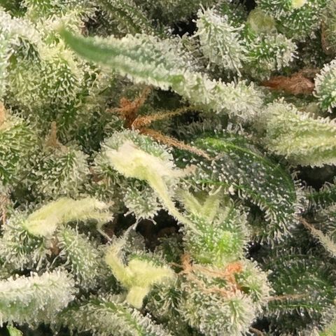 Skitti 1 growlog timeline photo