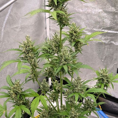 Skitti 1 growlog timeline photo