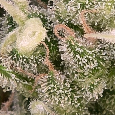 Skitti 1 growlog timeline photo
