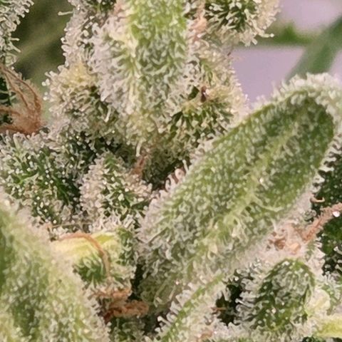 Skitti 1 growlog timeline photo