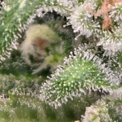 Skitti 1 growlog timeline photo