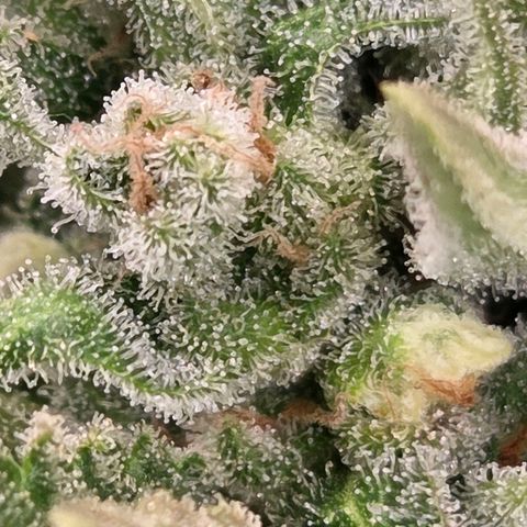Skitti 1 growlog timeline photo