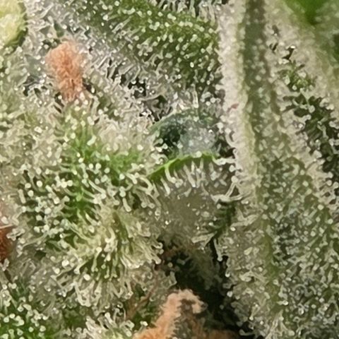 Skitti 1 growlog timeline photo